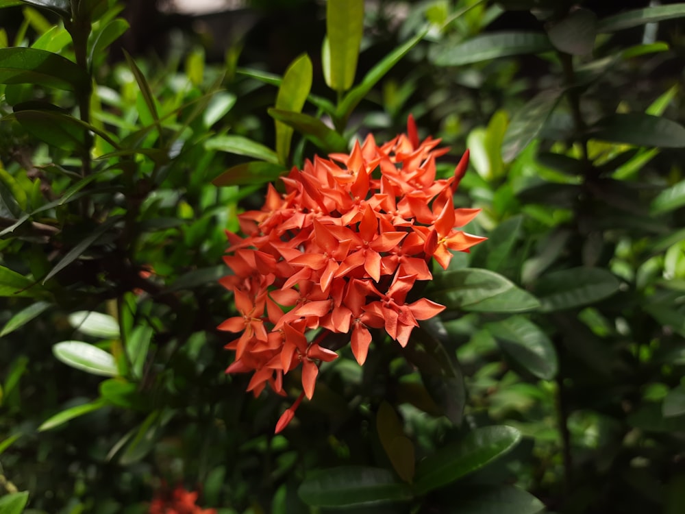 a close up of an orange flower on a tree