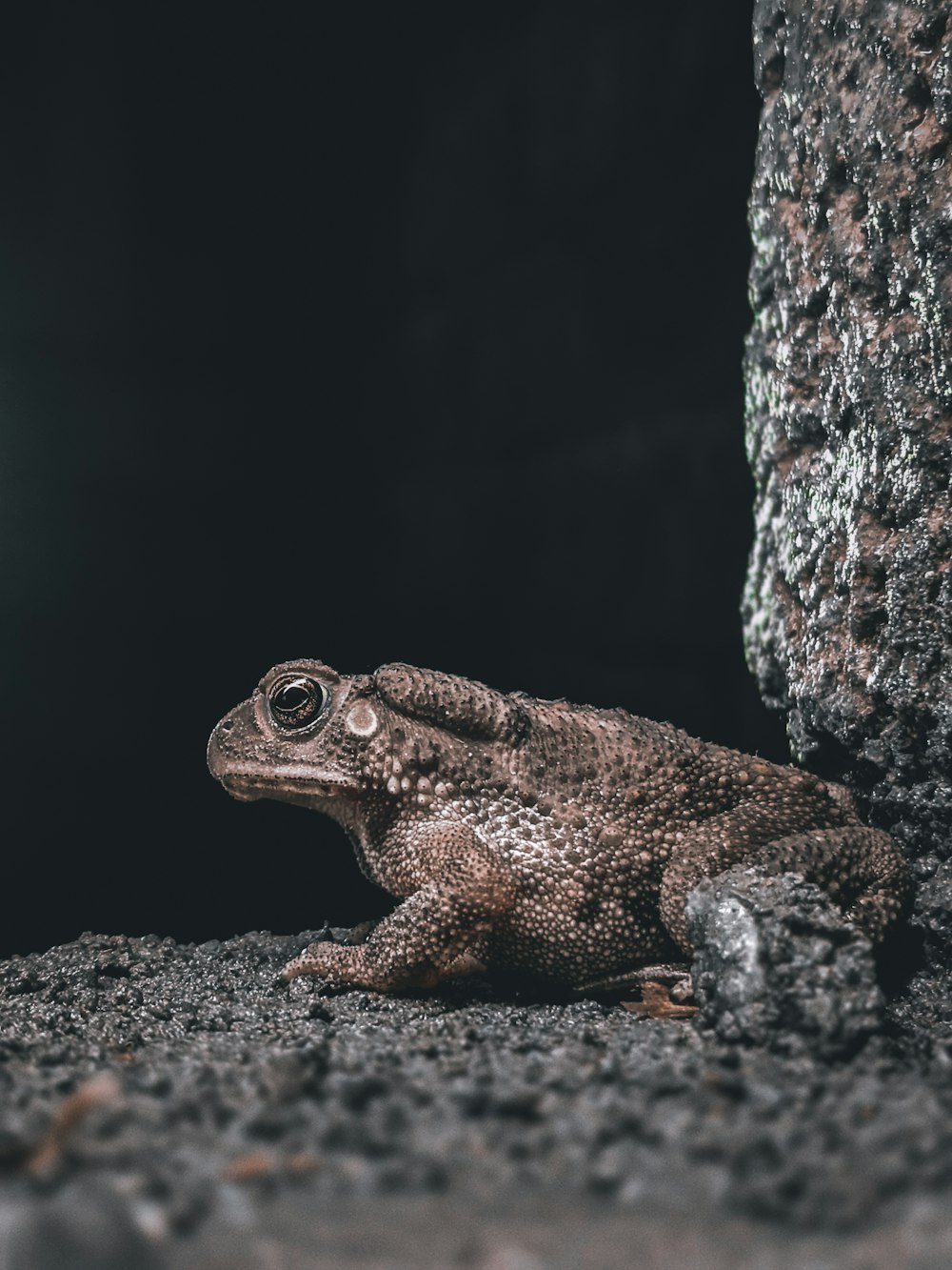 a frog sitting on the ground next to a tree