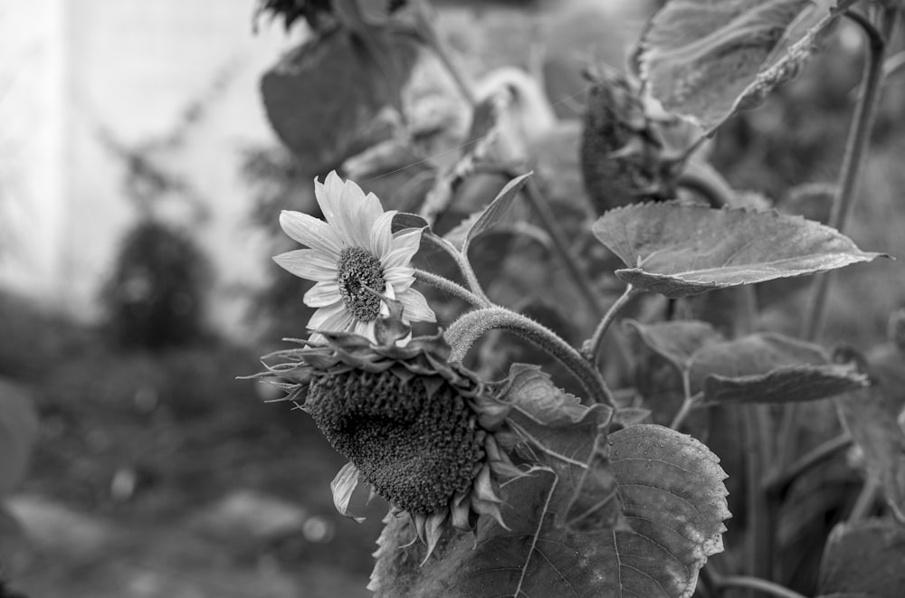 a black and white photo of a sunflower