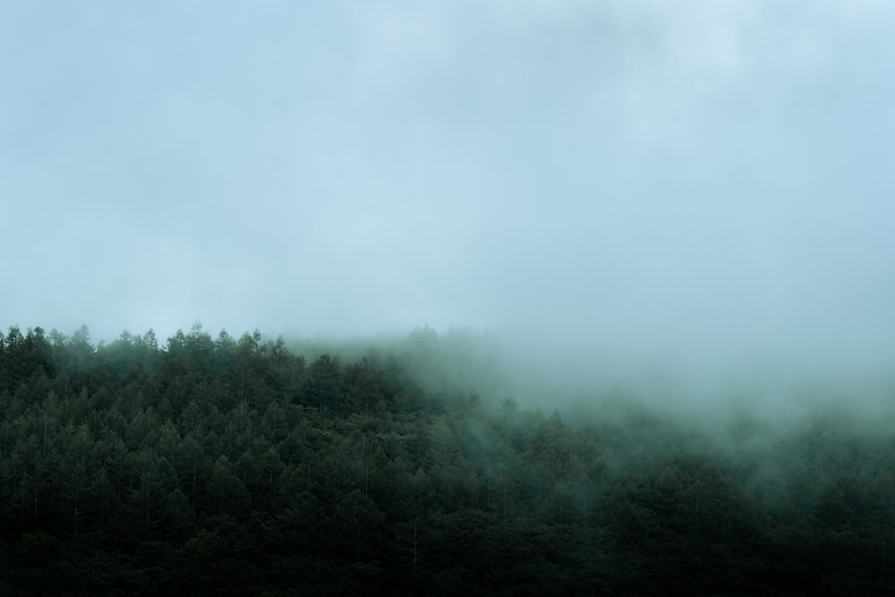 une forêt couverte de brouillard et de nuages par temps nuageux