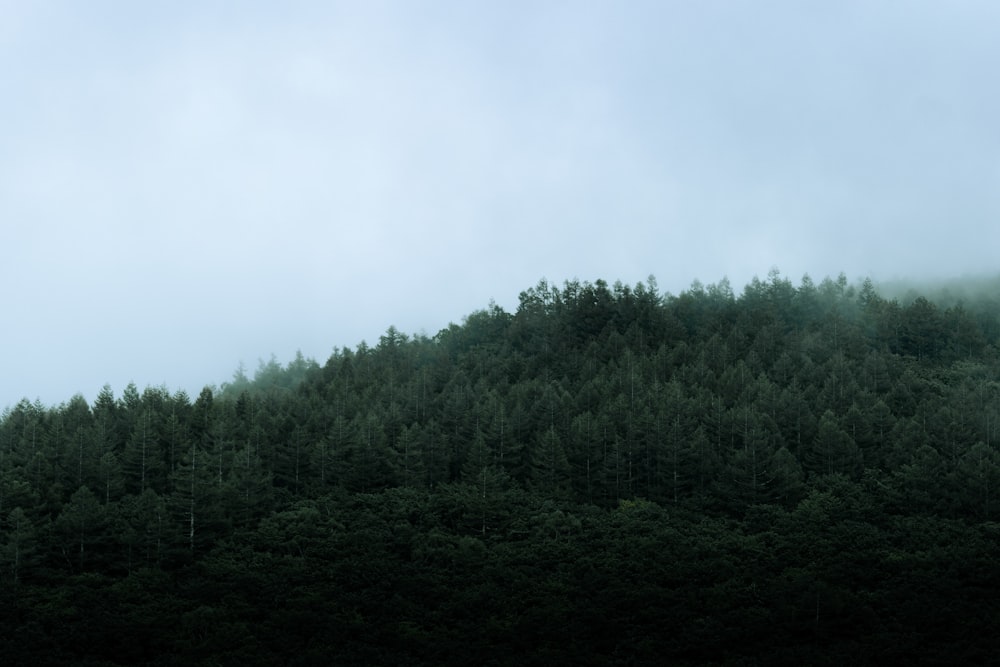 a mountain covered in trees and fog on a cloudy day