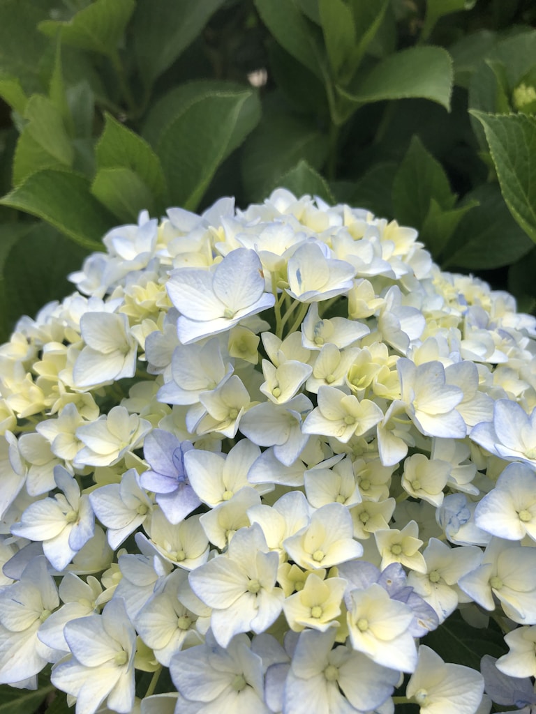 Lemon Natural Hydrangea