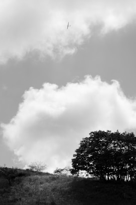A peaceful landscape with a grassy hill and a few trees under a cloudy sky, featuring a glider soaring in the air.