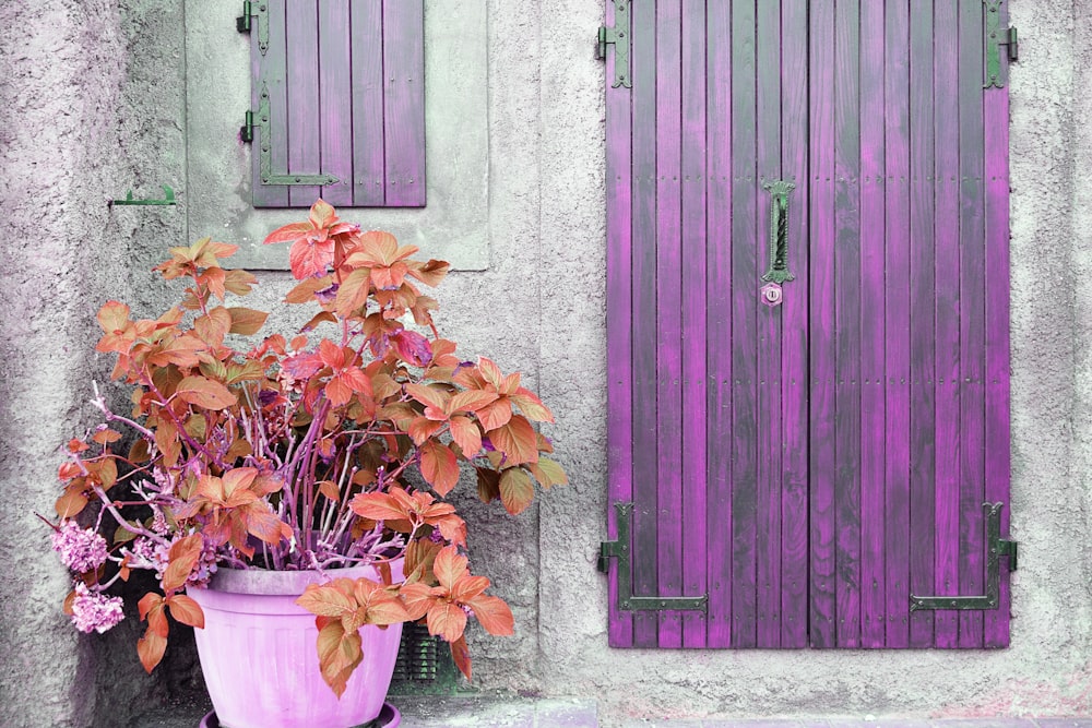 a potted plant sitting in front of a purple door