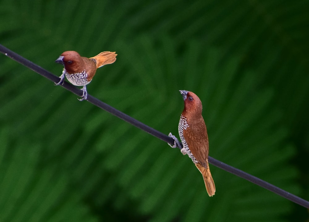 a couple of birds sitting on top of a power line