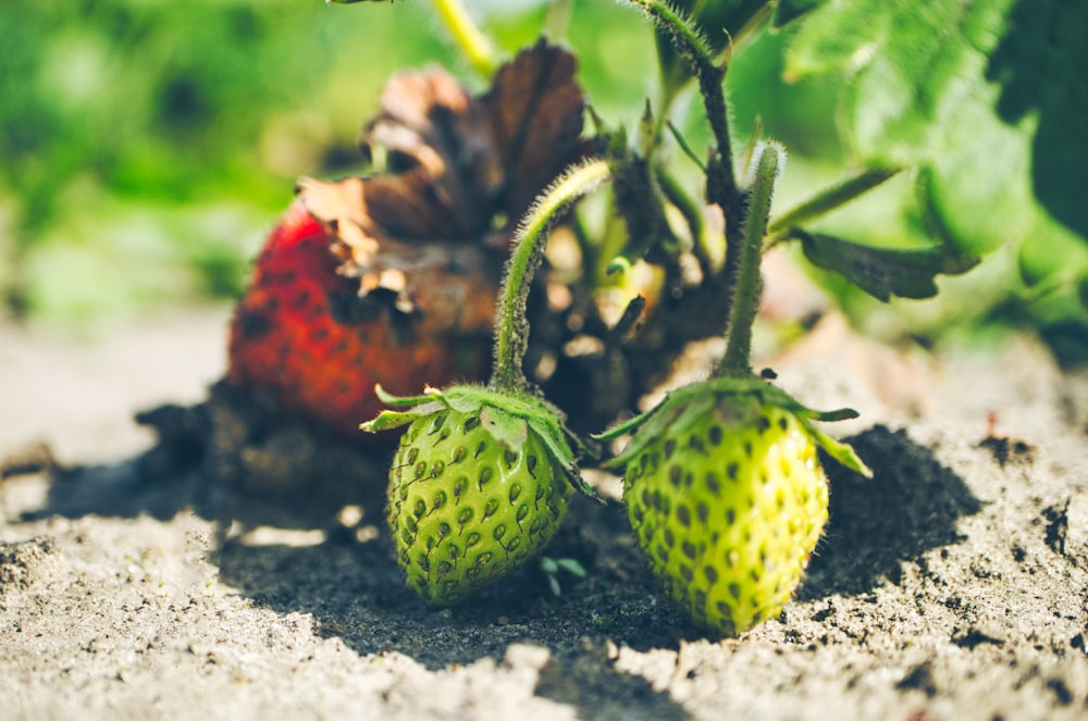 a couple of strawberries that are on the ground