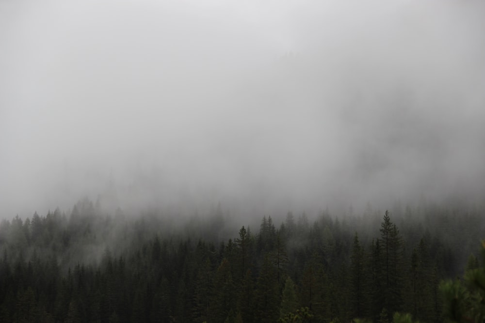 a forest covered in fog and low lying clouds