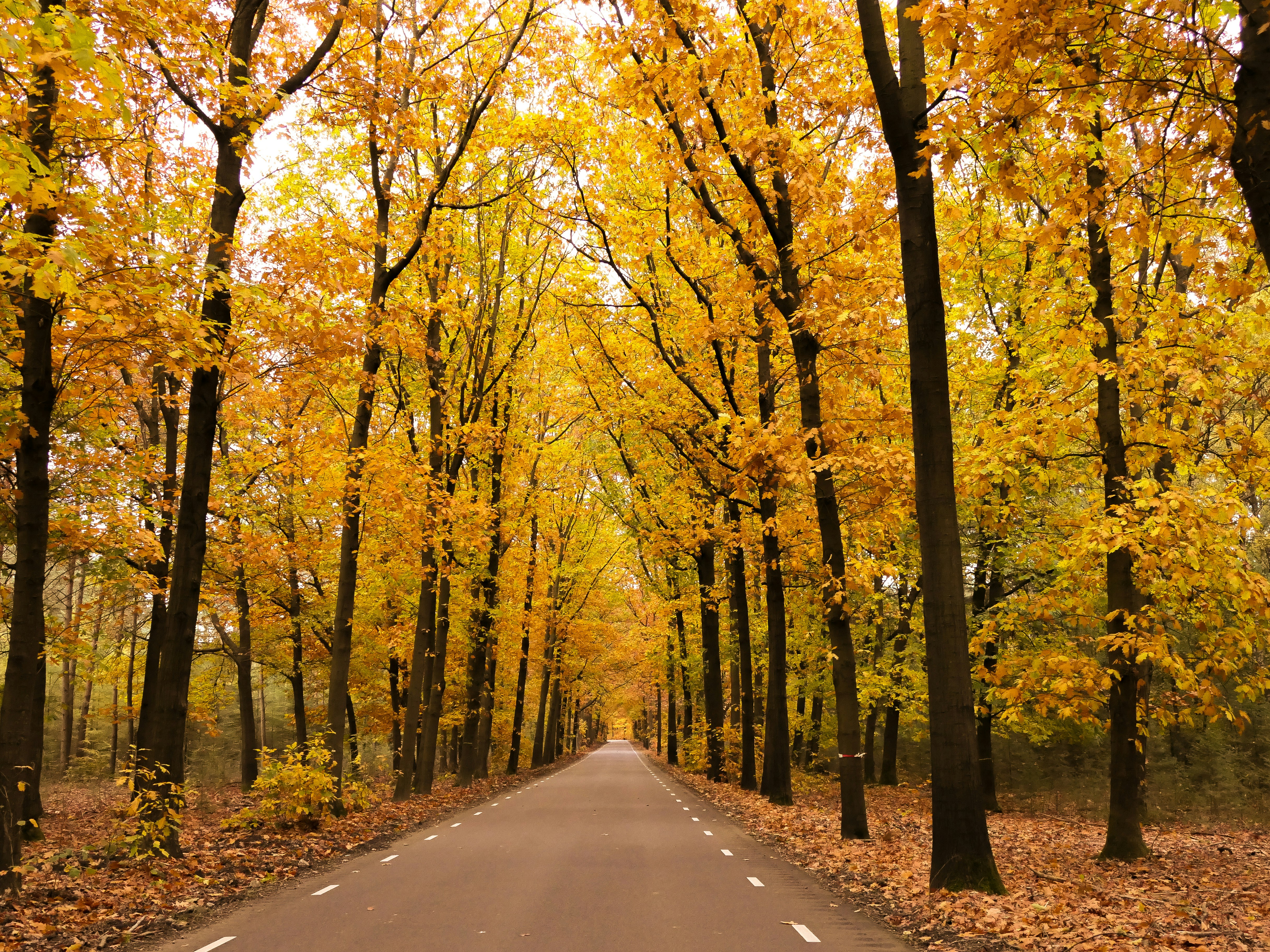 Photo by beauty_van_stam