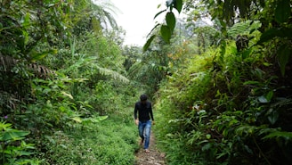 A traveler walking along a winding path through a tropical rainforest bursting with greenery.