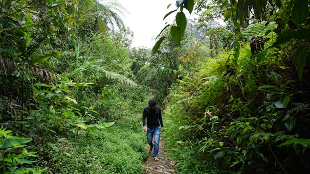A traveler walking along a winding path through a tropical rainforest bursting with greenery.