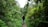 Tourists walking along a shaded forest trail surrounded by tropical plants.