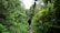 Tourists walking along a shaded forest trail surrounded by tropical plants.