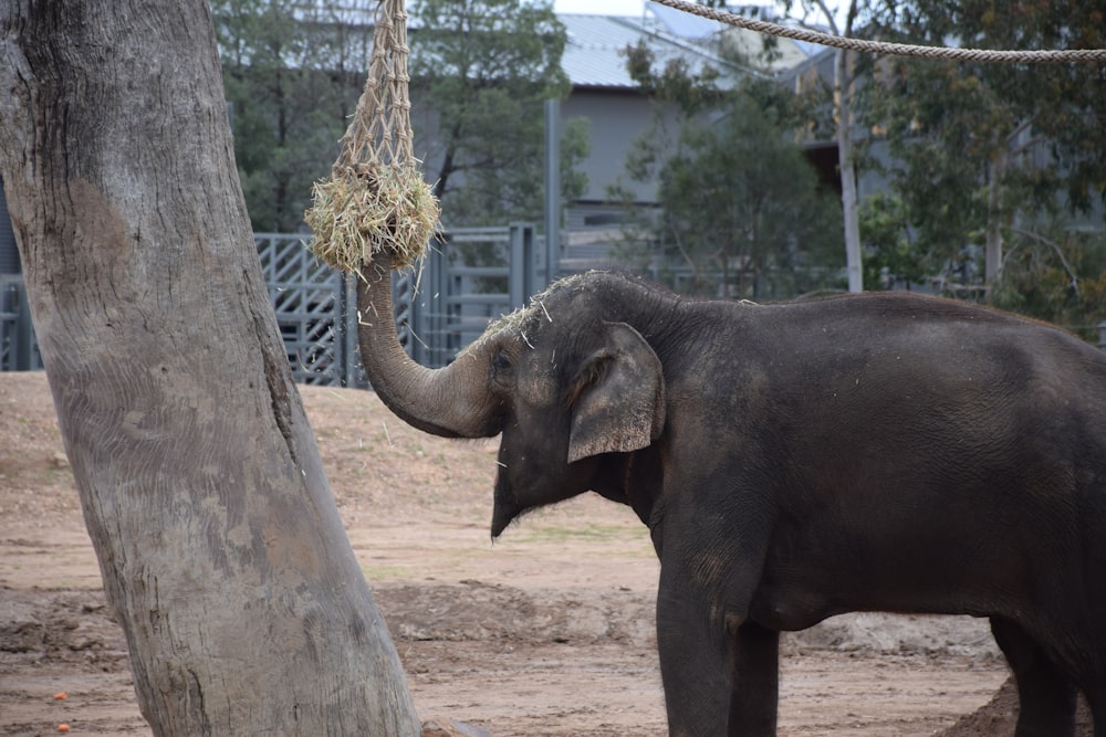 an elephant standing next to a tree with a bunch of hay on it's