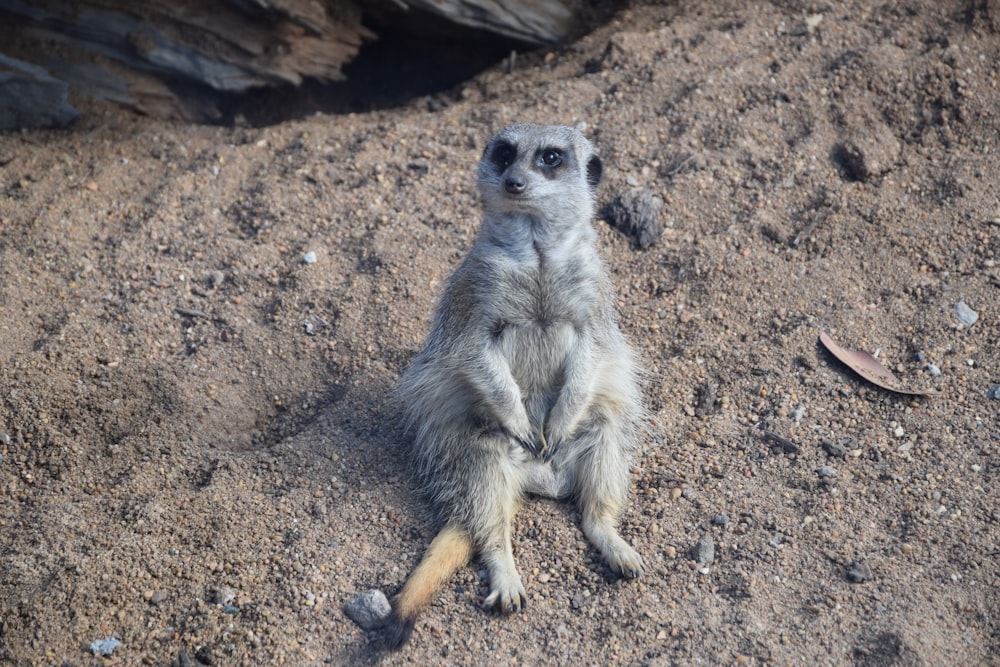 Ein kleines Erdmännchen sitzt auf dem Boden