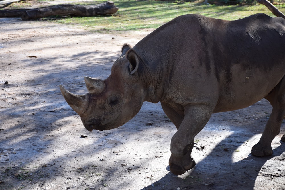 a rhino standing on top of a dirt field