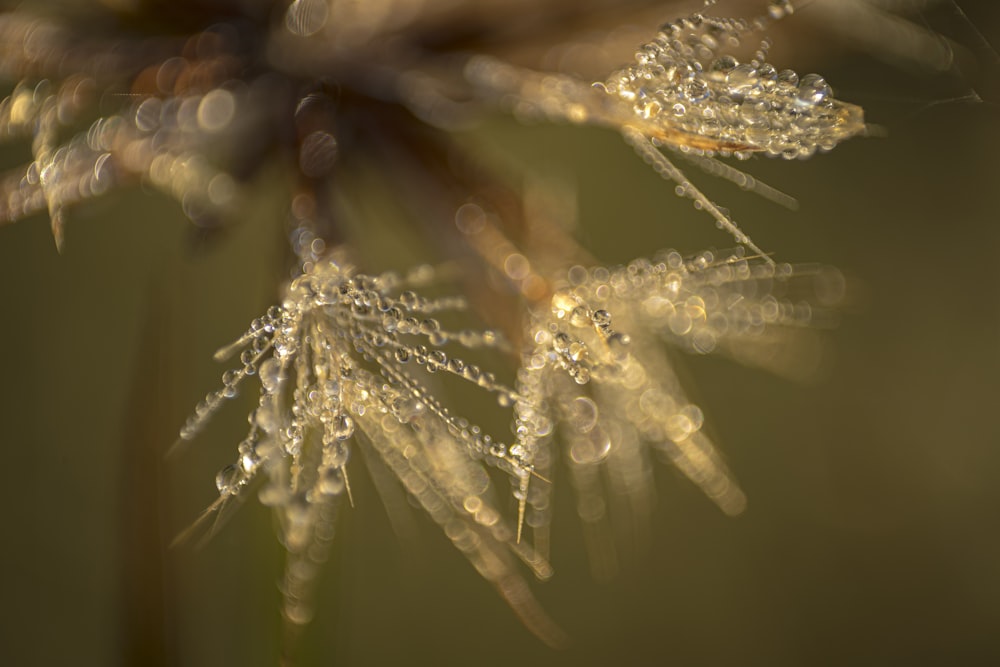 a close up of a plant with drops of water on it