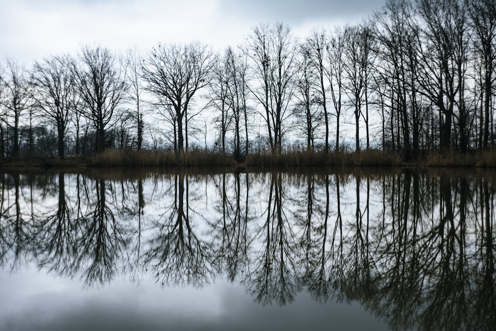 a large body of water surrounded by trees