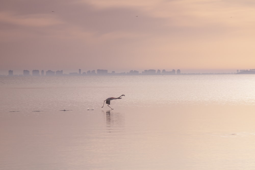 a bird standing in the middle of a body of water