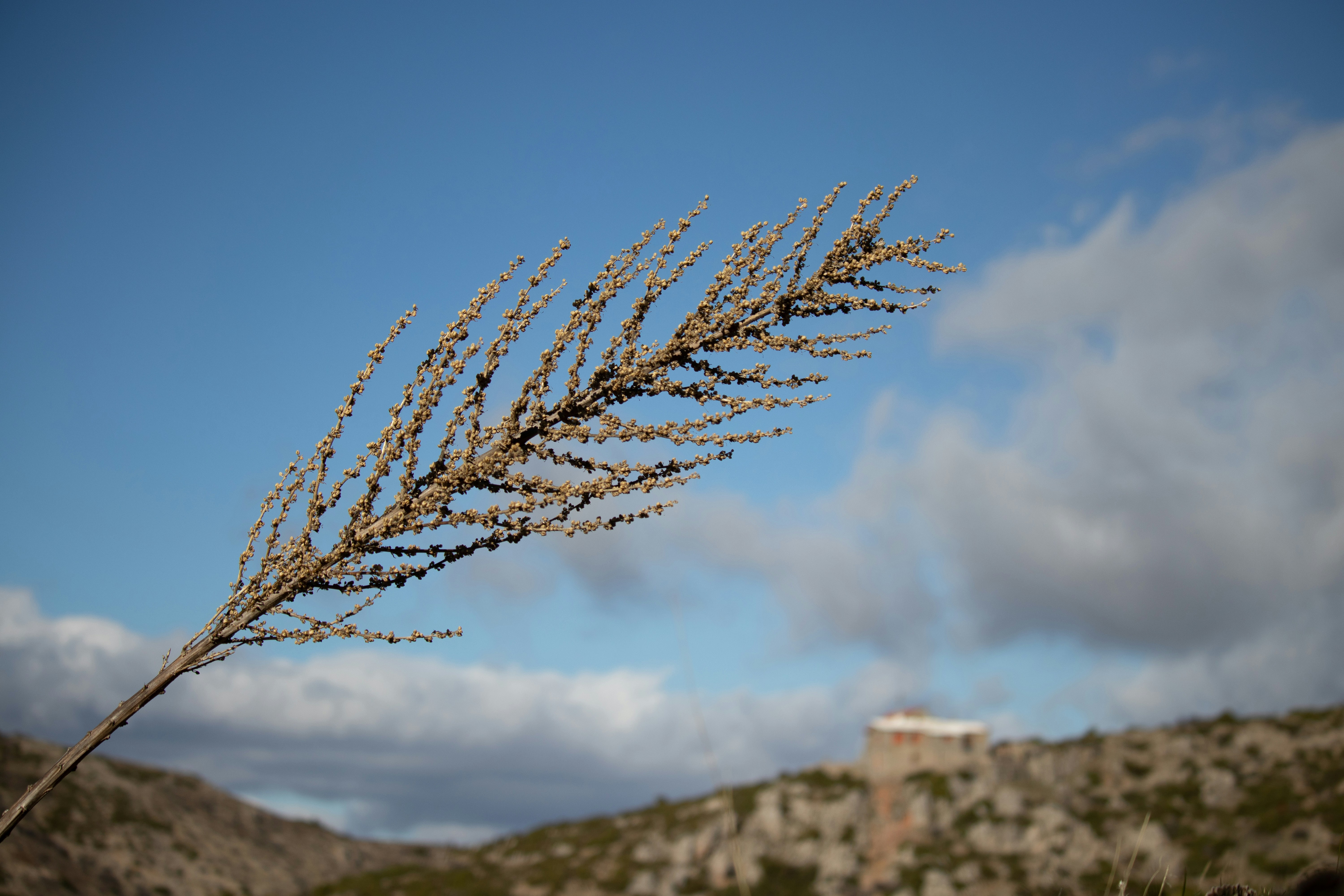 a tree with a mountain in the background