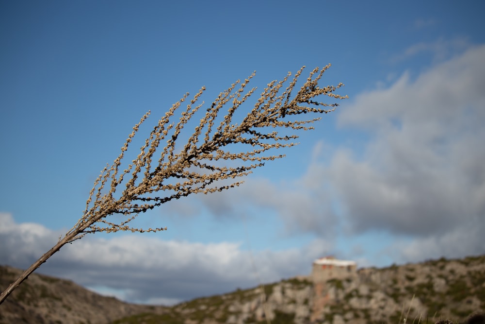 a tree with a mountain in the background