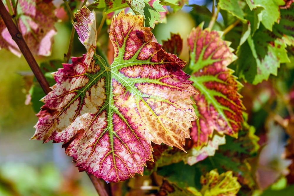 a close up of a leaf on a tree