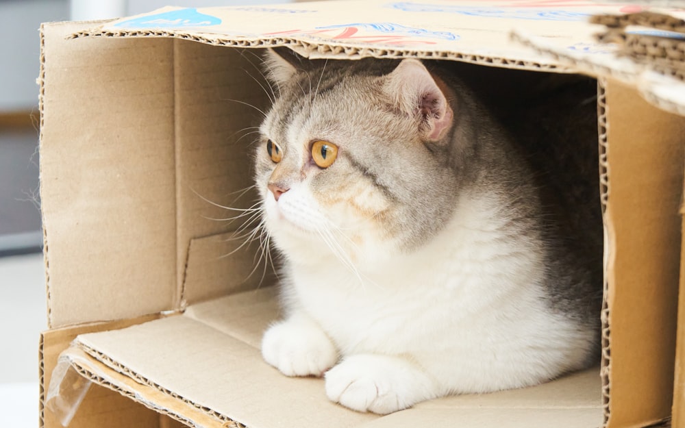 a cat sitting inside of a cardboard box