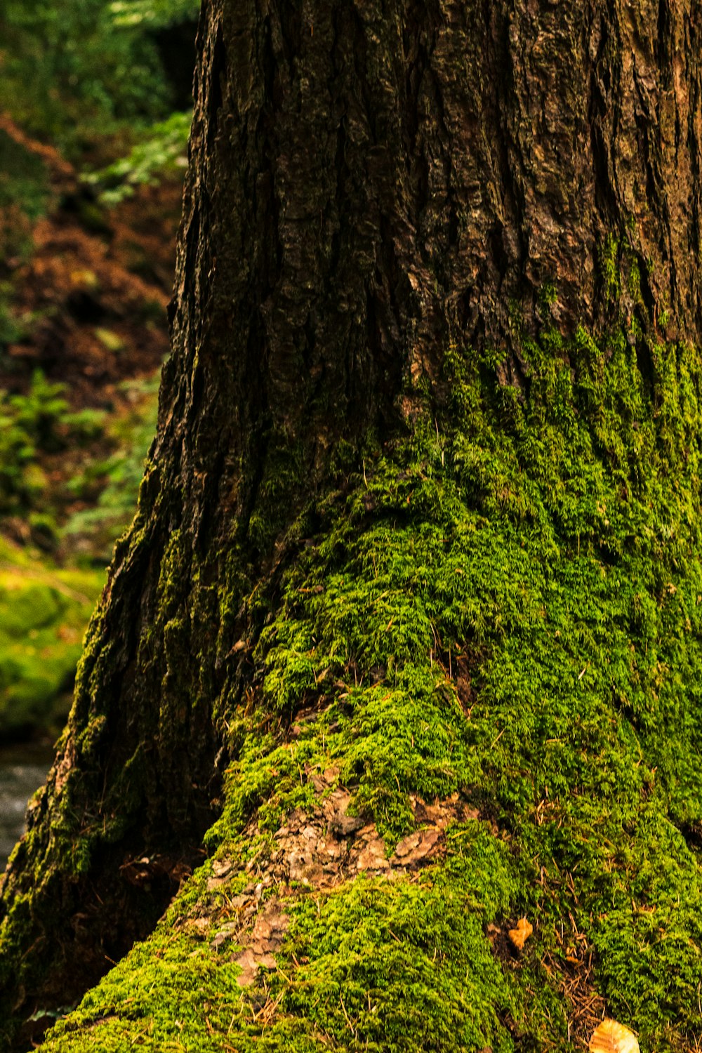 Un arbre dans une forêt