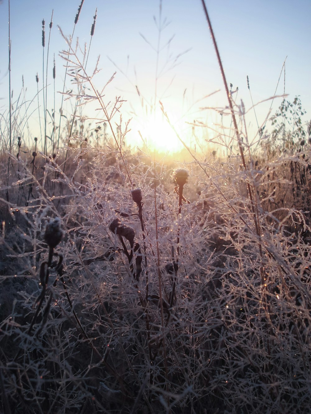 the sun is shining through the frosty grass