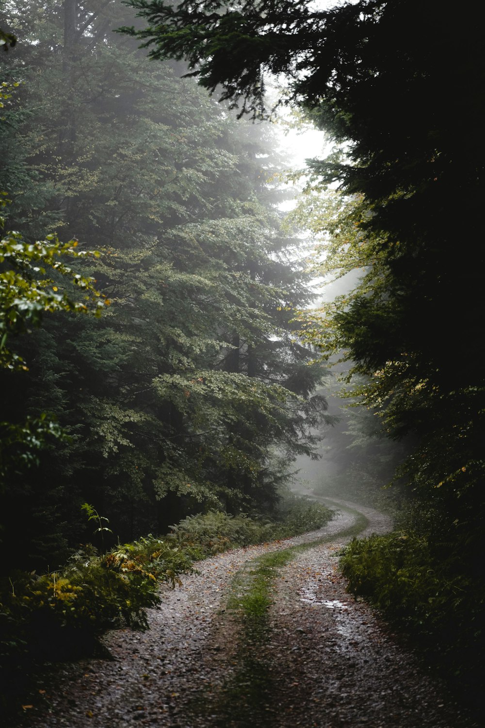 a path in the middle of a forest on a foggy day