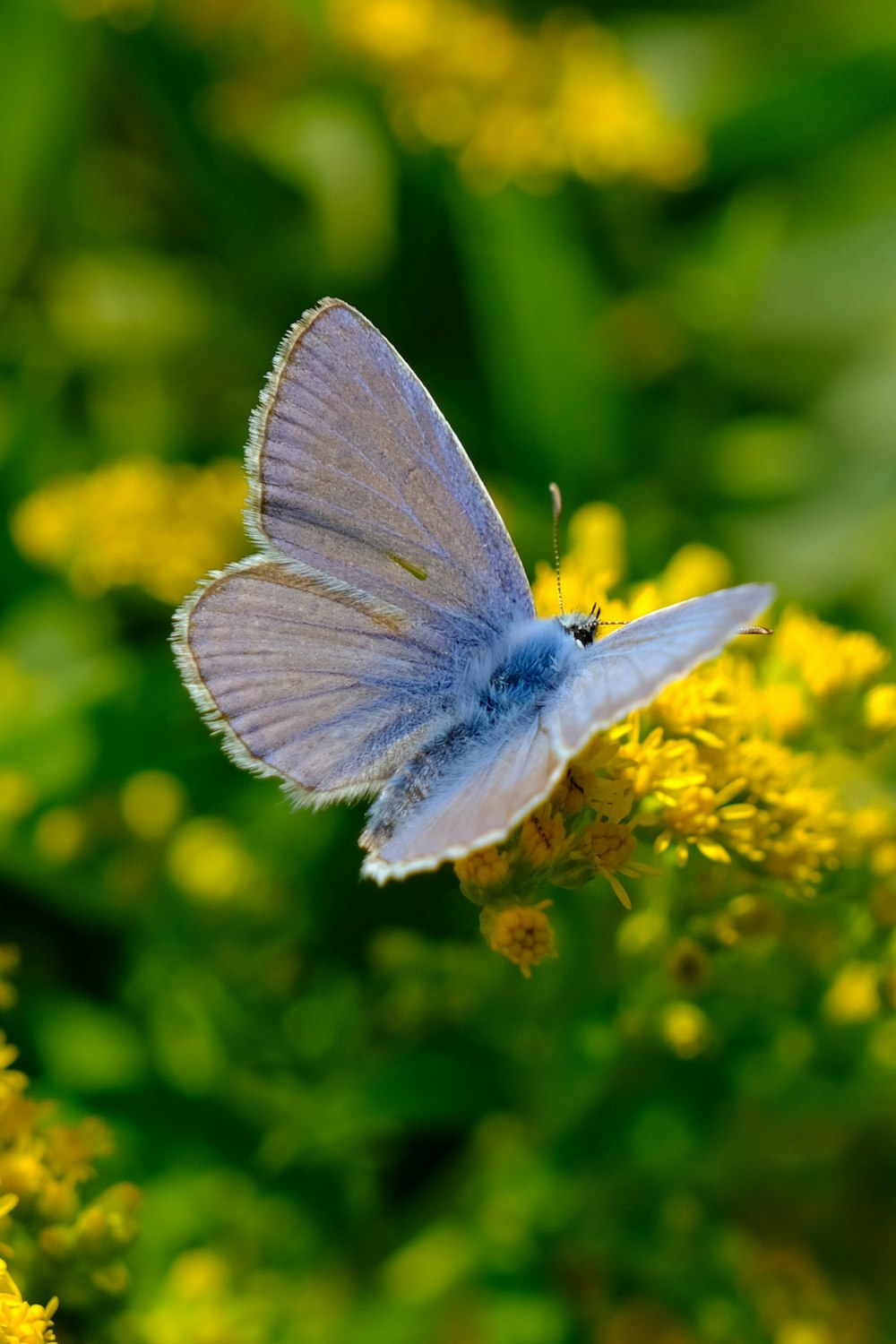 a small blue butterfly sitting on a yellow flower
