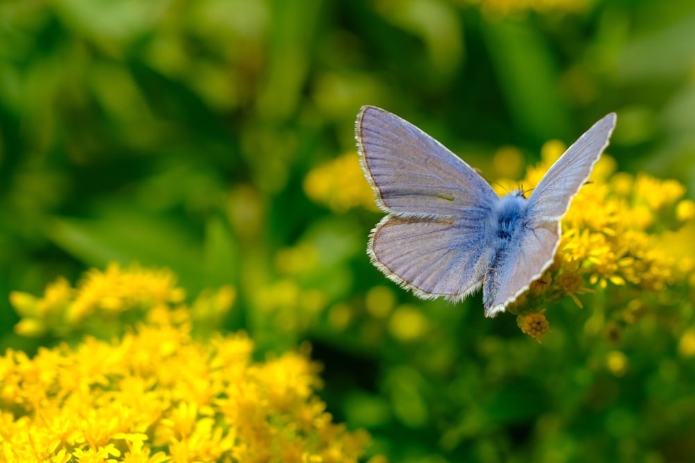 a blue butterfly sitting on a yellow flower