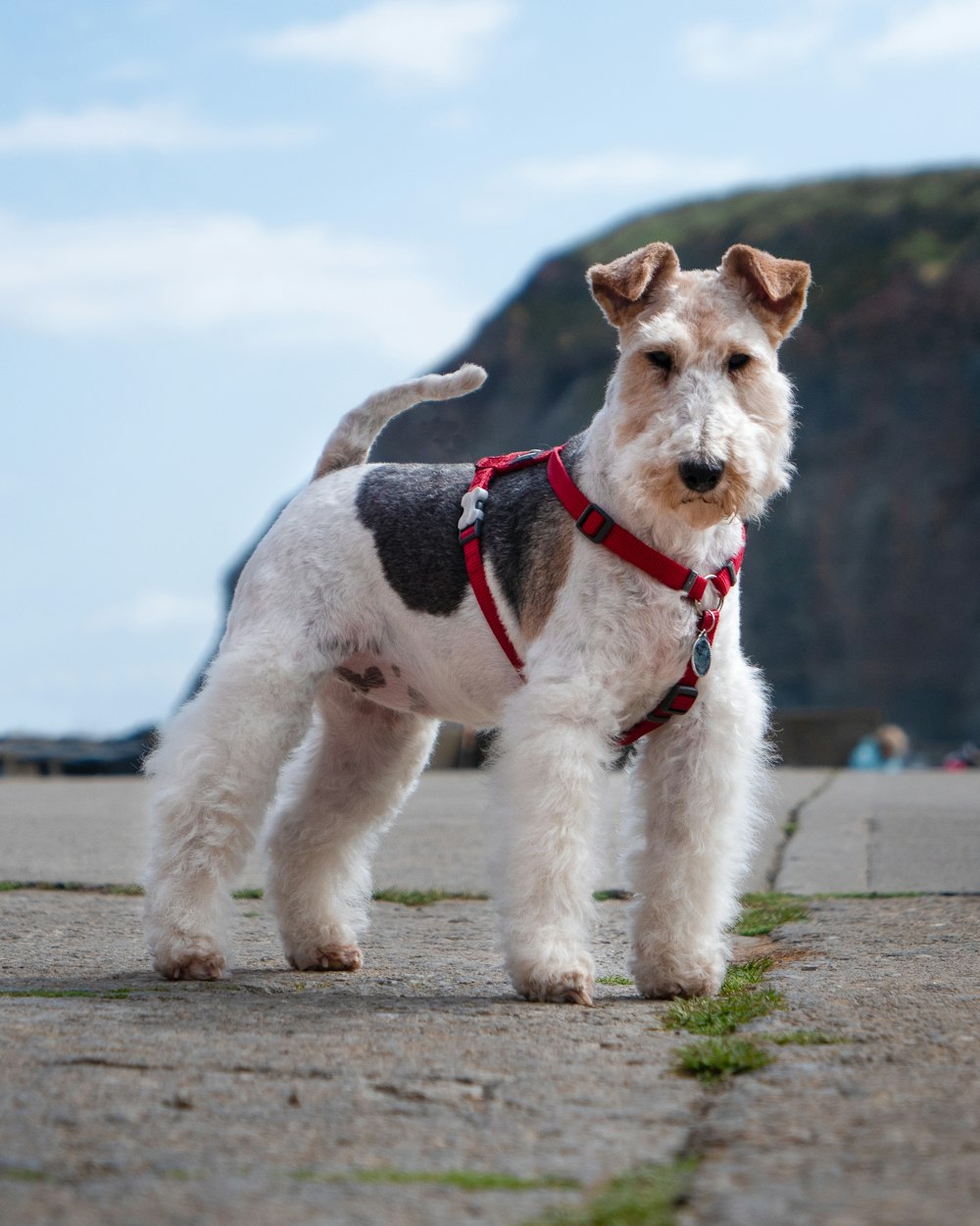 un petit chien blanc portant un harnais rouge