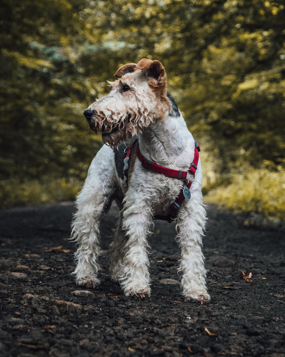 Wire Fox Terrier, photo 2