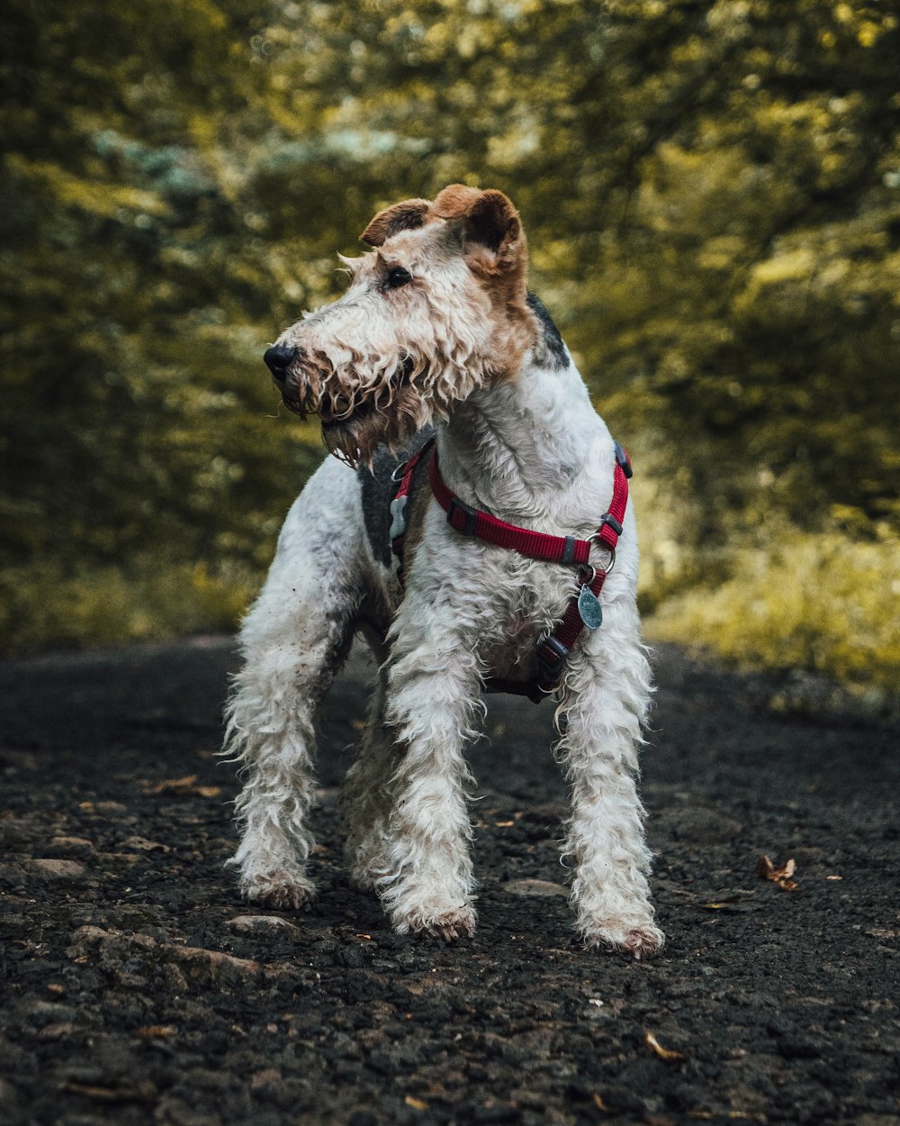 a small white dog standing on top of a dirt road