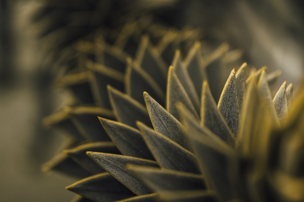 a close up of a flower with a blurry background