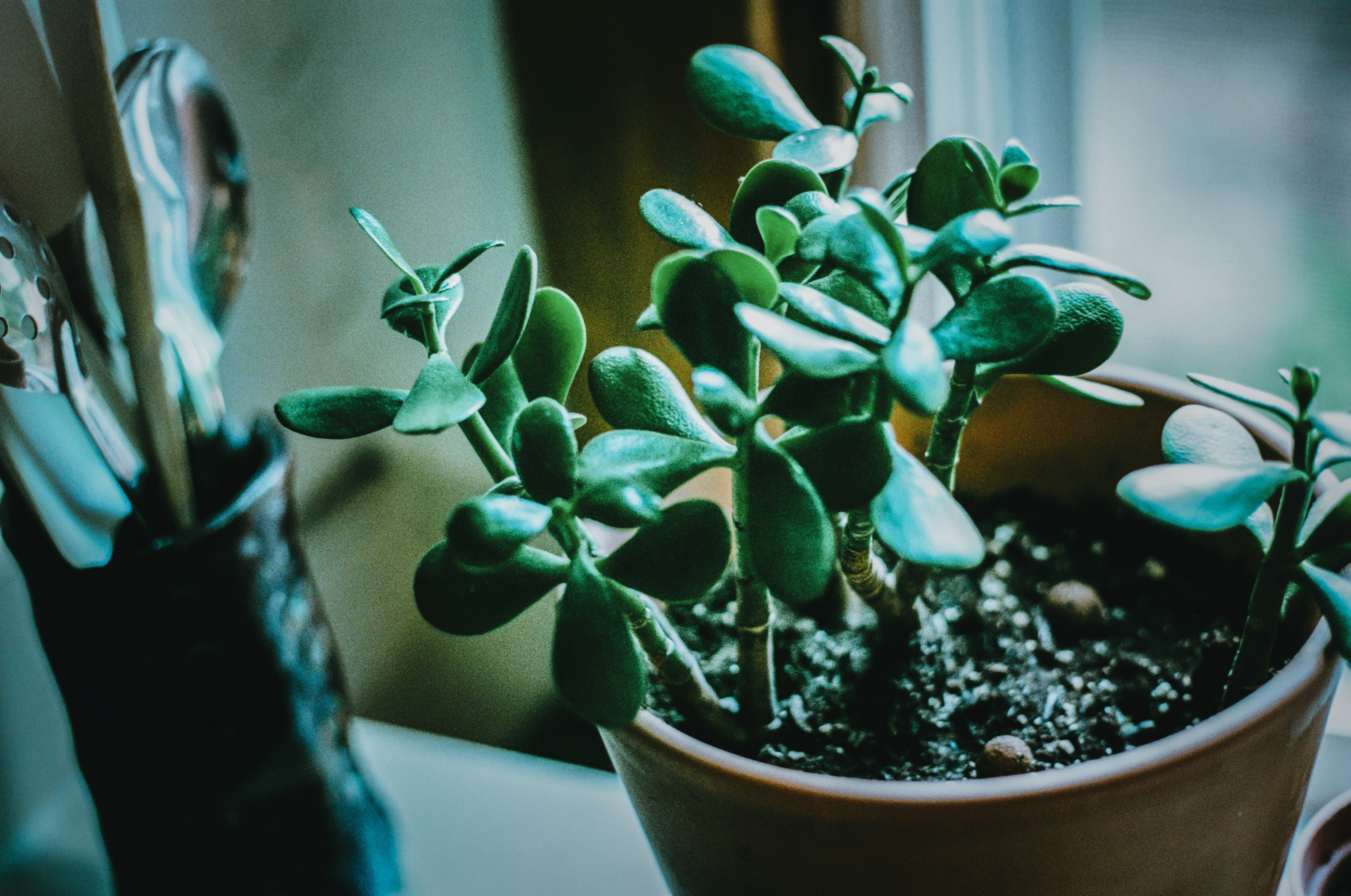 Rosemary Plant in Pot