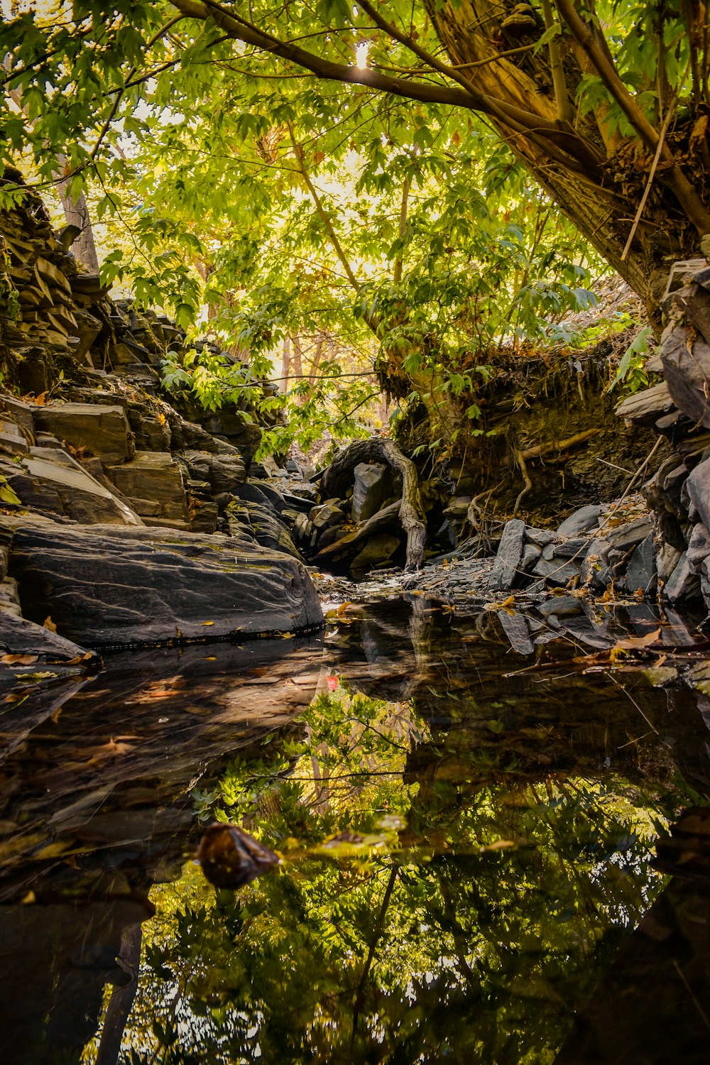 a stream running through a lush green forest