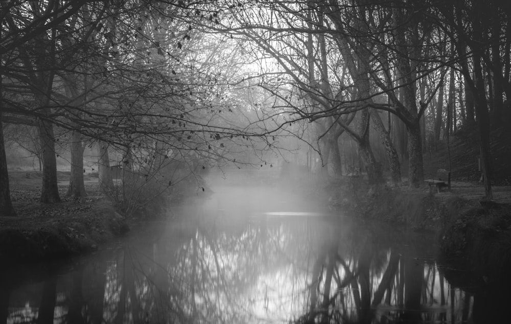 a foggy lake surrounded by trees in a forest