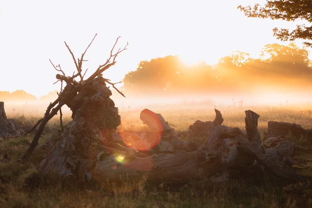 a tree stump in a field with the sun shining through the fog