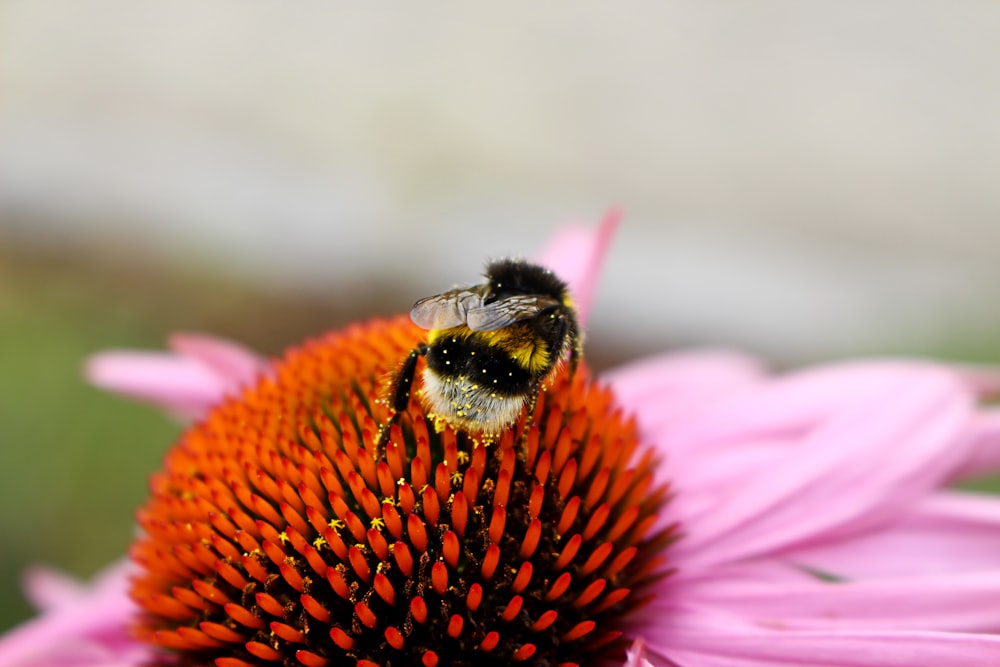 a bee sitting on top of a pink flower