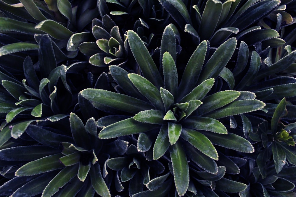 a close up of a plant with green leaves