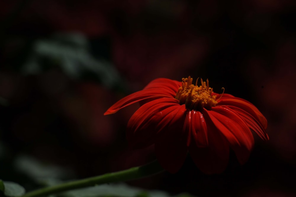 um close up de uma flor vermelha com um fundo desfocado