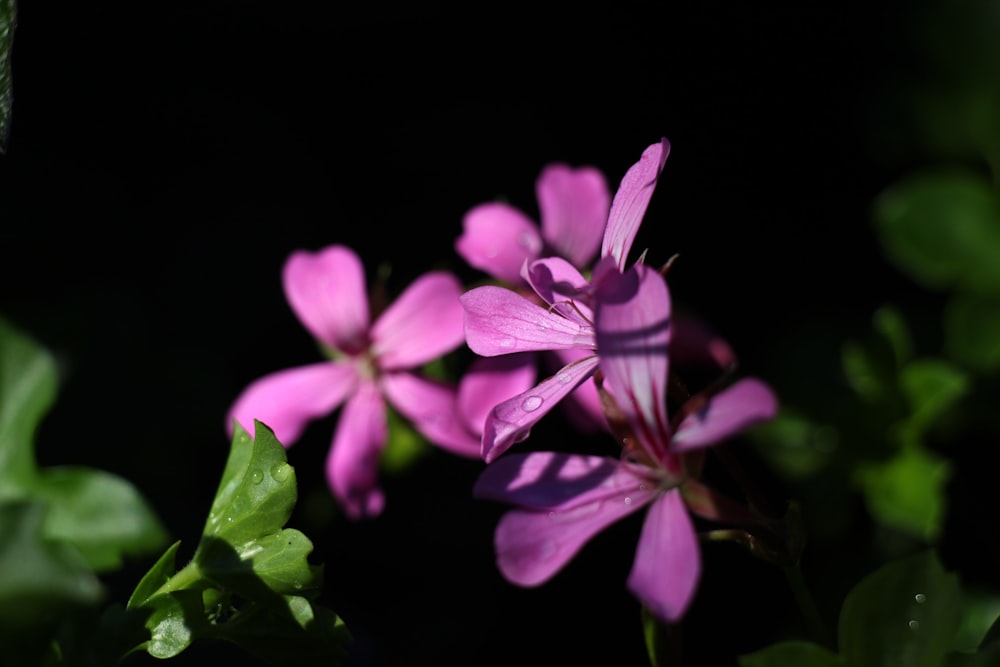 a group of pink flowers with green leaves