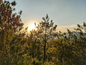 Sunlight filtering through pine trees surrounding the Sultan Resort in Sonamarg
