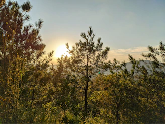 A serene view of Peer Gali's pine forest with sunlight filtering through the tall trees.