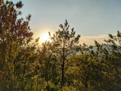 A serene outdoor retreat nestled among tall pine trees under soft morning light.