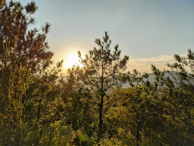 A serene view of Peer Gali's pine forest with sunlight filtering through the tall trees.