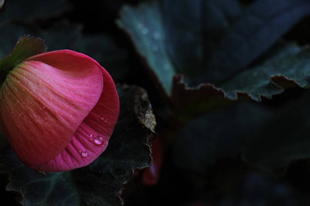 a pink flower with water droplets on it