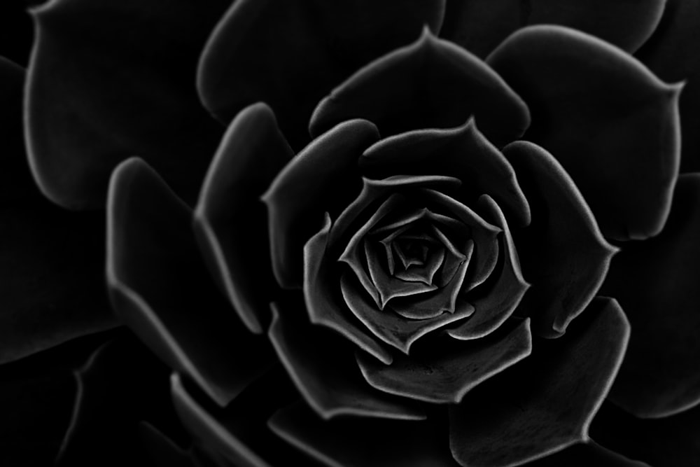 a black and white photo of a large flower