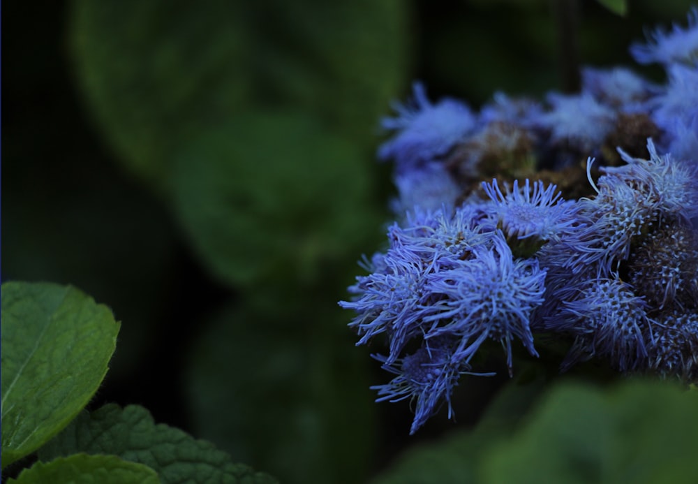 a bunch of blue flowers with green leaves